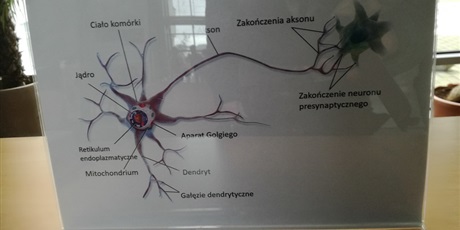 Powiększ grafikę: dni-mozgu-na-uniwersytecie-gdanskim-51946.jpg